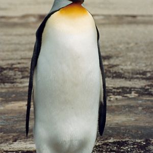 King Penguin on Saunders Island