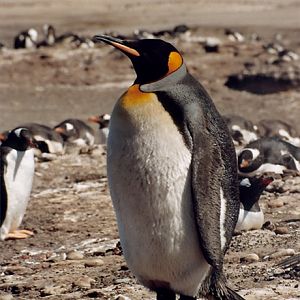 King Penguin on Saunders Island