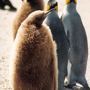 King Penguin on Saunders Island
