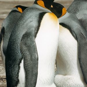 King Penguin on Saunders Island