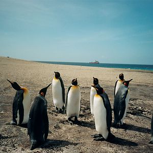 King Penguin on Saunders Island
