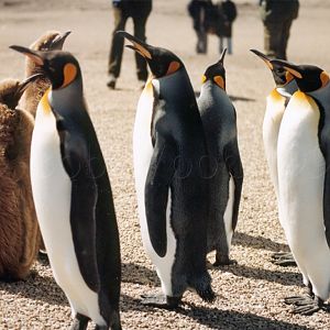 King Penguin on Saunders Island