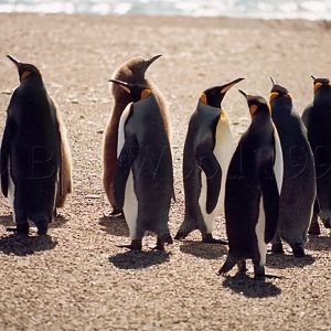 King Penguin on Saunders Island