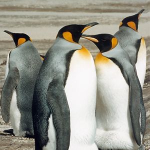 King Penguin