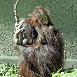 Bornean orangutans - Leia and Latifah - 25 April 2010
