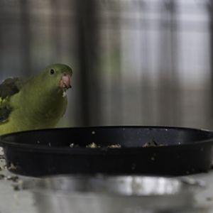 Regent Parrot Hen