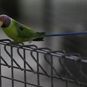 Male Plumb Head Parrot