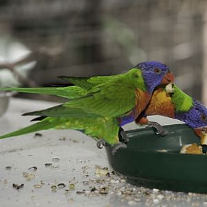 Rainbow Lorikeets