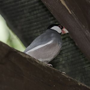 Java Sparrow