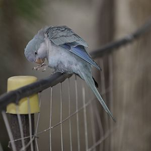 Blue Quaker Parrot