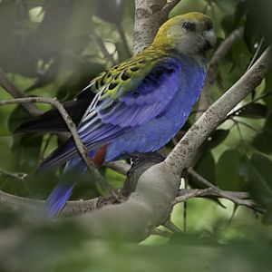 Pale Head Rosella