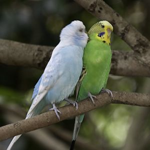 Budgies