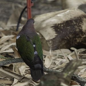 Emerald Dove