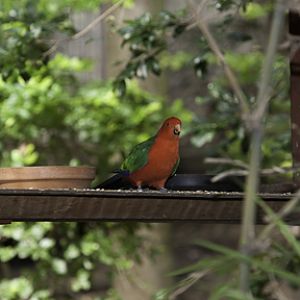 King Parrot Male