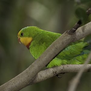 Superb Parrot