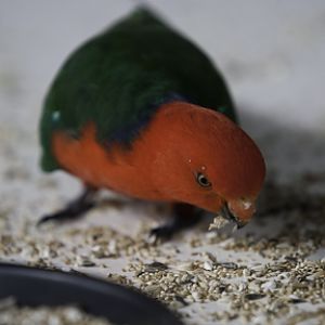 King Parrot Male