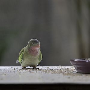 Princess Parrot (George)