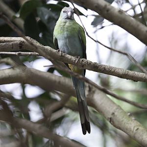 Hooded Parrot Female