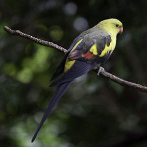 Regent Parrot Male