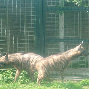 Arabian Striped Hyaenas at Twycross 03/05/10