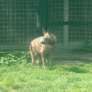 Arabian Striped Hyaena at Twycross 03/05/10