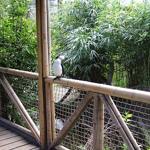 Friendly cormorant at Twycross 03/05/10