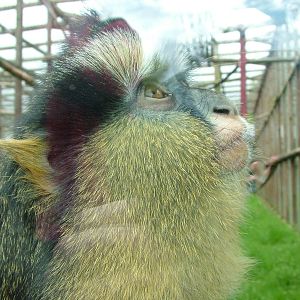 Crowned Guenon at Twycross 03/05/10