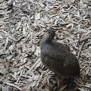 Elegant Crested Tinamou