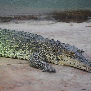Cuban Crocodile