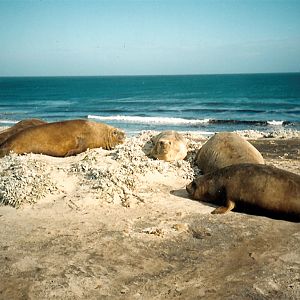 Sea Lion Island