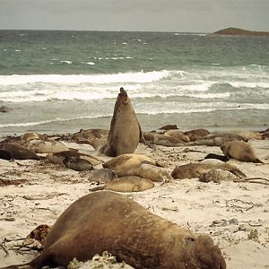 Sea Lion Island