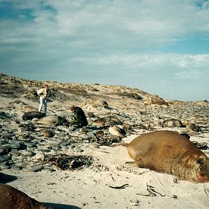 Sea Lion Island