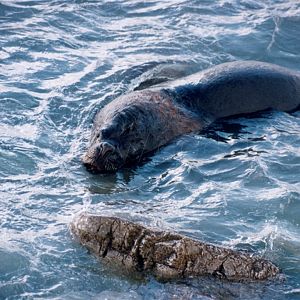 Sea Lion