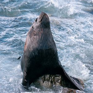 Sea Lion