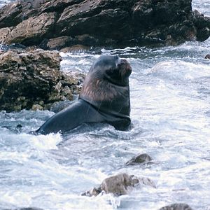 Sea Lion