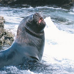 Sea Lion