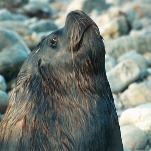 Sea Lion