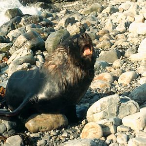 Sea Lion
