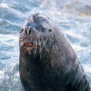 Sea Lion