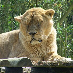 Asiatic lioness at Cotswold Wildlife Park, 3 May 2010
