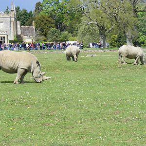 Monty, Ruby and Nancy the white rhinos at Cotswold Wildlife Park, 3 May 201
