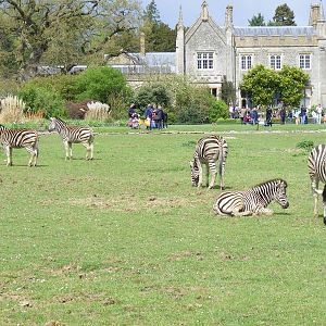 Chapman's zebras at Cotswold Wildlife Park, 3 May 2010