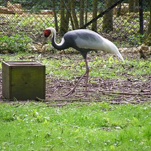 White-naped crane at Cotswold Wildlife Park, 3 May 2010