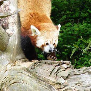 Red panda at Cotswold Wildlife Park, 3 May 2010