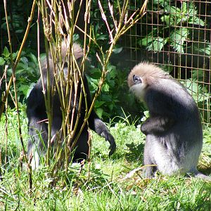 Purple-faced langurs at Cotswold Wildlife Park, 3 May 2010