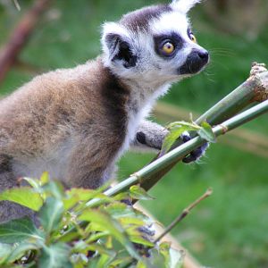 Ring-tailed lemur at Cotswold Wildlife Park, 3 May 2010