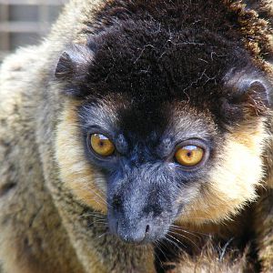 Collared lemur at Cotswold Wildlife Park, 3 May 2010