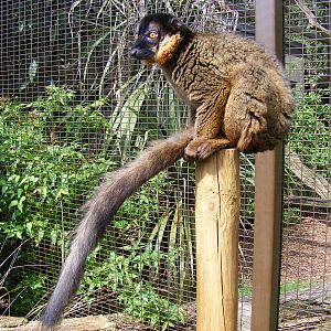 Collared lemur at Cotswold Wildlife Park, 3 May 2010