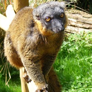 Collared lemur at Cotswold Wildlife Park, 3 May 2010
