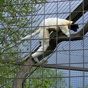 Crowned sifaka at Cotswold Wildlife Park, 3 May 2010